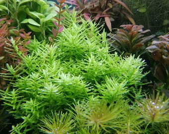 4 Kinds (R Sp Green, Alternanthera Reineckii Mini, Hygrophila Siamensis, L. Cardinalis) (Pearlingplants) Freshwater Live Aquarium Plants