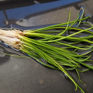 Littorella Uniflora Rare, Foreground, Midground, Pearlingplants Freshwater Live Aquarium Plants EXTRA image 1