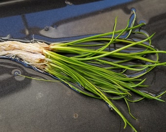 Littorella Uniflora Rare, Foreground, Midground, (Pearlingplants) Freshwater Live Aquarium Plants + EXTRA