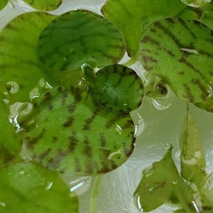 May include: Close-up of green and brown aquatic plants with round leaves floating in water.