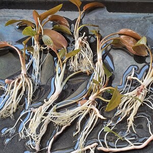 Cryptocoryne Beckettii Petchii Rosa con raíces raro, fondo, medio terreno, Pearlingplants Plantas de acuario vivas de agua dulce EXTRA imagen 4