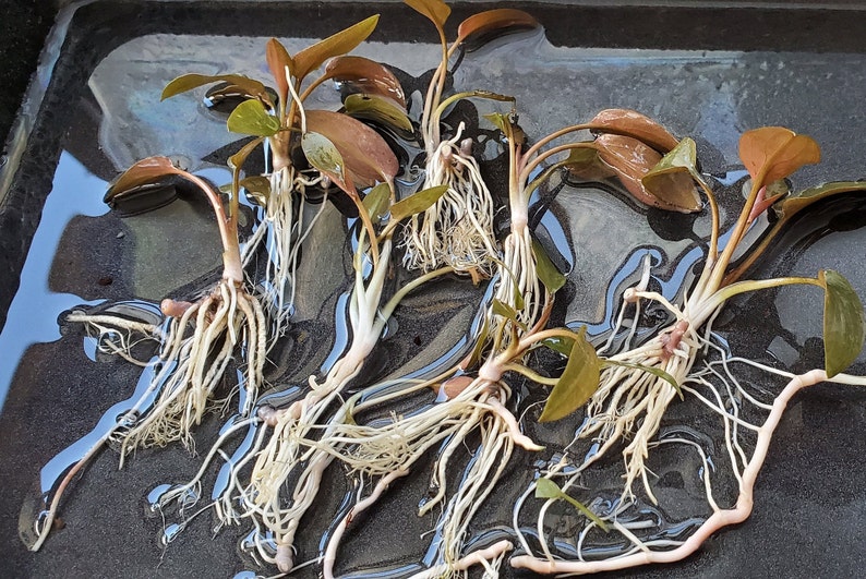 Cryptocoryne Beckettii Petchii Rosa con raíces raro, fondo, medio terreno, Pearlingplants Plantas de acuario vivas de agua dulce EXTRA imagen 4