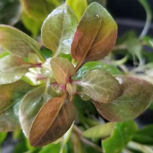 Lobelia Cardinalis, Small Form, Midground, Foreground Pearlingplants Freshwater Live Aquarium Plants EXTRA image 2