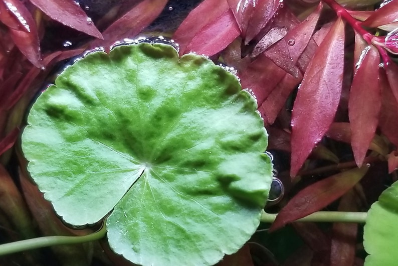 Hydrocotyle Leucocephala, Brazilian Pennywort, Floater, Background, Midground, Pearlingplants Freshwater Live Aquarium Plants EXTRA image 3