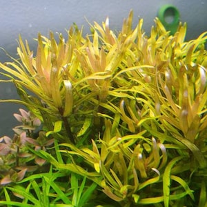 Nesaea pedicellata, Golden,  (Pearlingplants) Freshwater Live Aquarium Plants + EXTRA