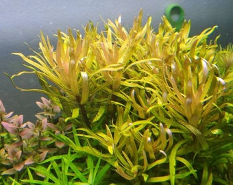 PearlingPlants ELITE COLLECTION, Live Aquarium Plants