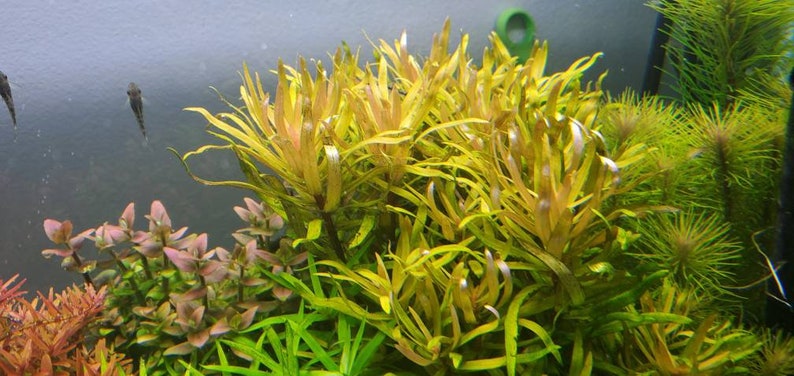 Nesaea pedicellata, Golden, Pearlingplants Freshwater Live Aquarium Plants EXTRA image 1