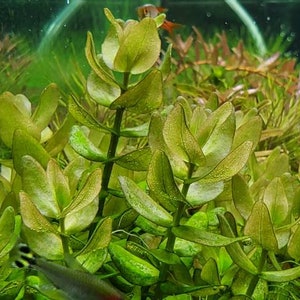 Bacopa Caroliniana Red, Background, Midground, Pearlingplants Freshwater Live Aquarium Plants EXTRA image 8