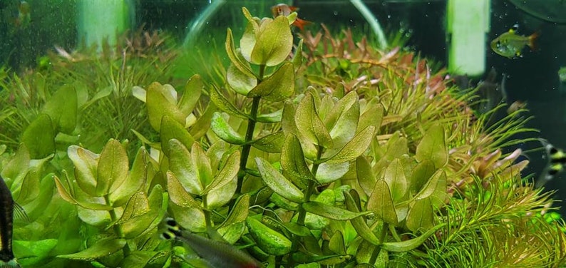 Bacopa Caroliniana Red, Background, Midground, Pearlingplants Freshwater Live Aquarium Plants EXTRA image 8