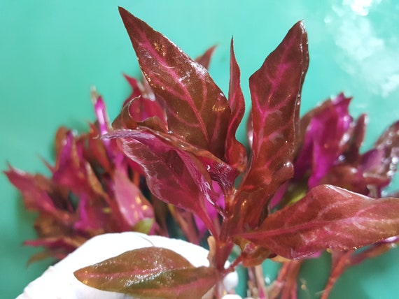 Alternanthera Reineckii Variegated Fully Red With Roots Etsy