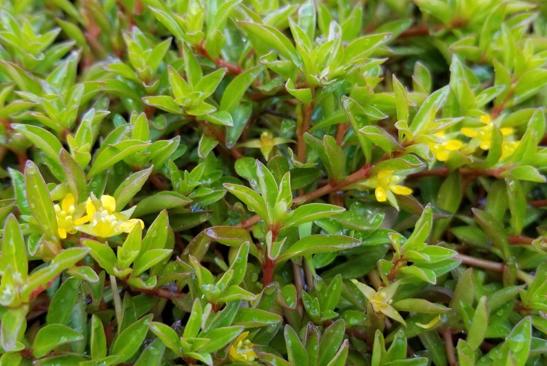 Ludwigia Repens x Arcuata, Background, Pearlingplants Freshwater Live Aquarium Plants EXTRA image 5