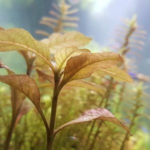 May include: Close-up of a group of reddish-brown aquatic plants with thin stems and delicate leaves. The plants are growing in a clear water tank.