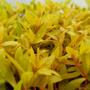 Nesaea pedicellata, Golden, Pearlingplants Freshwater Live Aquarium Plants EXTRA image 3