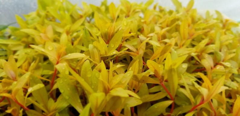 Nesaea pedicellata, Golden, Pearlingplants Freshwater Live Aquarium Plants EXTRA image 3