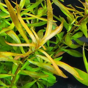 Ludwigia Arcuata, Red Needle Leaf, Background, Midground Pearlingplants Freshwater Live Aquarium Plants EXTRA image 8