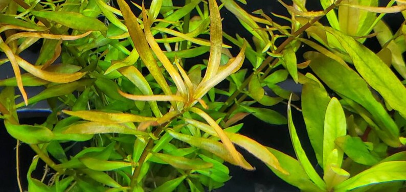 Ludwigia Arcuata, Red Needle Leaf, Background, Midground Pearlingplants Freshwater Live Aquarium Plants EXTRA image 8