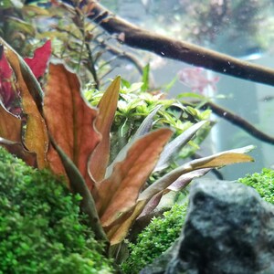 Cryptocoryne Beckettii Petchii Pink with Roots Rare, Background, Midground, Pearlingplants Freshwater Live Aquarium Plants EXTRA image 8