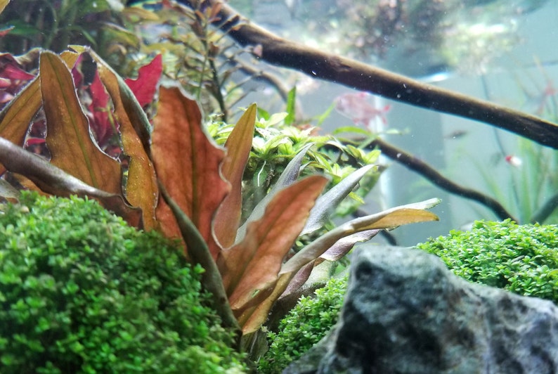 Cryptocoryne Beckettii Petchii Rosa con raíces raro, fondo, medio terreno, Pearlingplants Plantas de acuario vivas de agua dulce EXTRA imagen 8