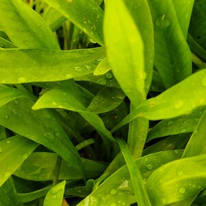 Helanthium Bolivianum with Roots, Background, Midground, Pearlingplants Freshwater Live Aquarium Plants EXTRA image 2