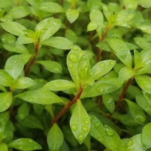 Ludwigia Repens x Arcuata, Background, Pearlingplants Freshwater Live Aquarium Plants EXTRA image 3