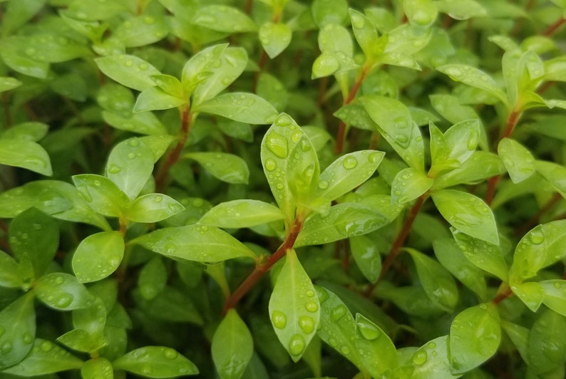 Ludwigia Repens x Arcuata, Background, Pearlingplants Freshwater Live Aquarium Plants EXTRA image 3