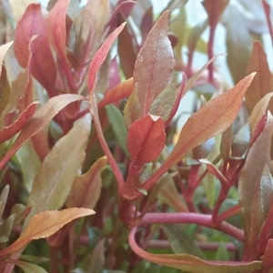 Alternanthera Reineckii, Telanthera Cardinalis, Hintergrund, Mittelgrund, Perlpflanzen lebende Süßwasseraquarienpflanzen EXTRA Bild 3