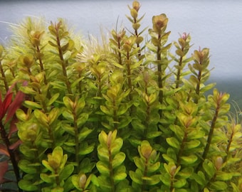 Ammania Bonsai, True Rotala Indica, Background, (Pearlingplants) Freshwater Live Aquarium Plants + EXTRA