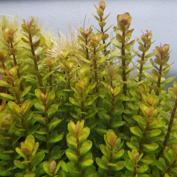 Ammania Bonsai, True Rotala Indica, Background, (Pearlingplants) Freshwater Live Aquarium Plants + EXTRA