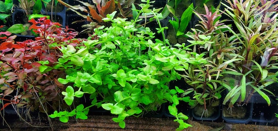 Midground aquarium clearance plants