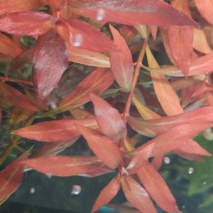 Ludwigia Repens x Arcuata, Background, Pearlingplants Freshwater Live Aquarium Plants EXTRA cuttingx2 submerged