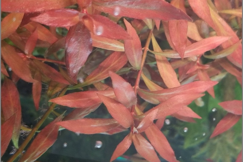 Ludwigia Repens x Arcuata, Background, Pearlingplants Freshwater Live Aquarium Plants EXTRA cuttingx2 submerged