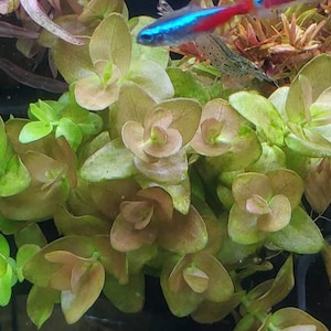 Bacopa Sp. Colorata, Midground, Background, Pearlingplants Freshwater Live Aquarium Plants EXTRA image 2