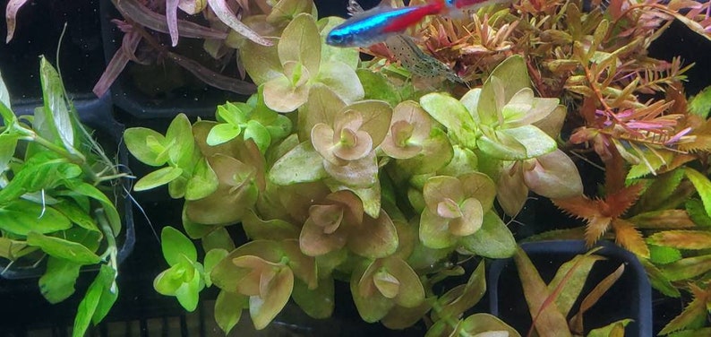 Bacopa Sp. Colorata, Midground, Background, Pearlingplants Freshwater Live Aquarium Plants EXTRA image 2
