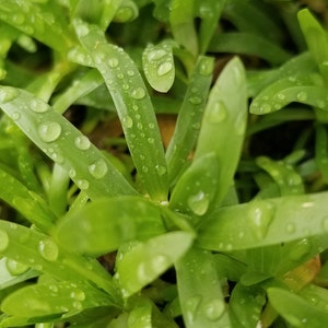 Heteranthera Zosterifolia, Stargrass, Background, Midground, Pearlingplants Freshwater Live Aquarium Plants EXTRA image 6