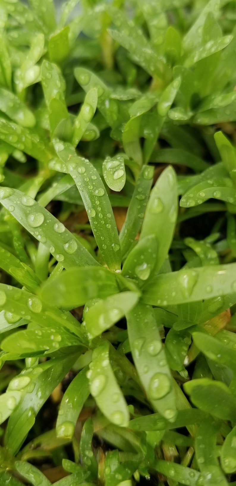 Heteranthera Zosterifolia, Stargrass, Background, Midground, Pearlingplants Freshwater Live Aquarium Plants EXTRA 画像 6