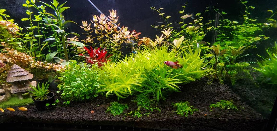 aquarium plants factory