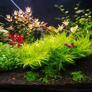 Heteranthera Zosterifolia, Stargrass, Background, Midground, Pearlingplants Freshwater Live Aquarium Plants EXTRA 画像 1