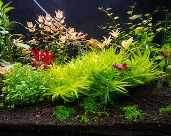 Heteranthera Zosterifolia, Stargrass, Background, Midground, (Pearlingplants) Freshwater Live Aquarium Plants + EXTRA