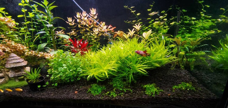 Heteranthera Zosterifolia, Stargrass, Background, Midground, Pearlingplants Freshwater Live Aquarium Plants EXTRA 画像 1