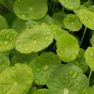 Hydrocotyle Verticillata, Rare Pearlingplants Freshwater Live Aquarium Plants EXTRA image 4