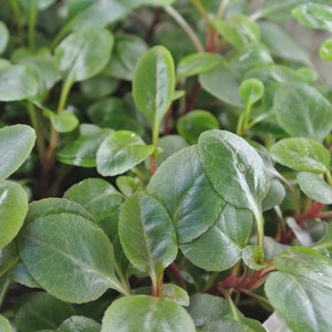 Lobelia Cardinalis, Small Form, Midground, Foreground Pearlingplants Freshwater Live Aquarium Plants EXTRA image 4