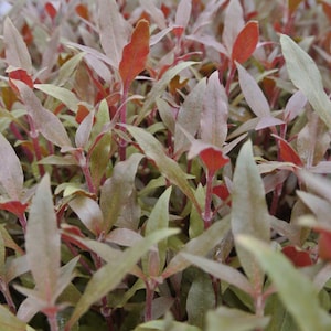 Alternanthera Reineckii, Telanthera Cardinalis, Hintergrund, Mittelgrund, Perlpflanzen lebende Süßwasseraquarienpflanzen EXTRA Bild 4