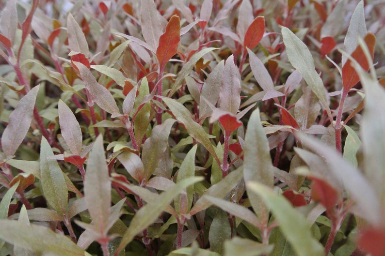 Alternanthera Reineckii, Telanthera Cardinalis, Hintergrund, Mittelgrund, Perlpflanzen lebende Süßwasseraquarienpflanzen EXTRA Bild 4