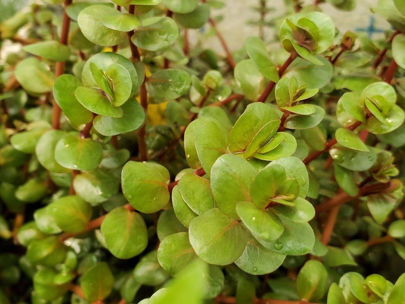 4 Kinds Bacopa C. Red, L. Cardinalis, Small Form, Rotala Macrandra Green, Hygrophila Difformis Pearlingplants Live Aquarium Plants image 6