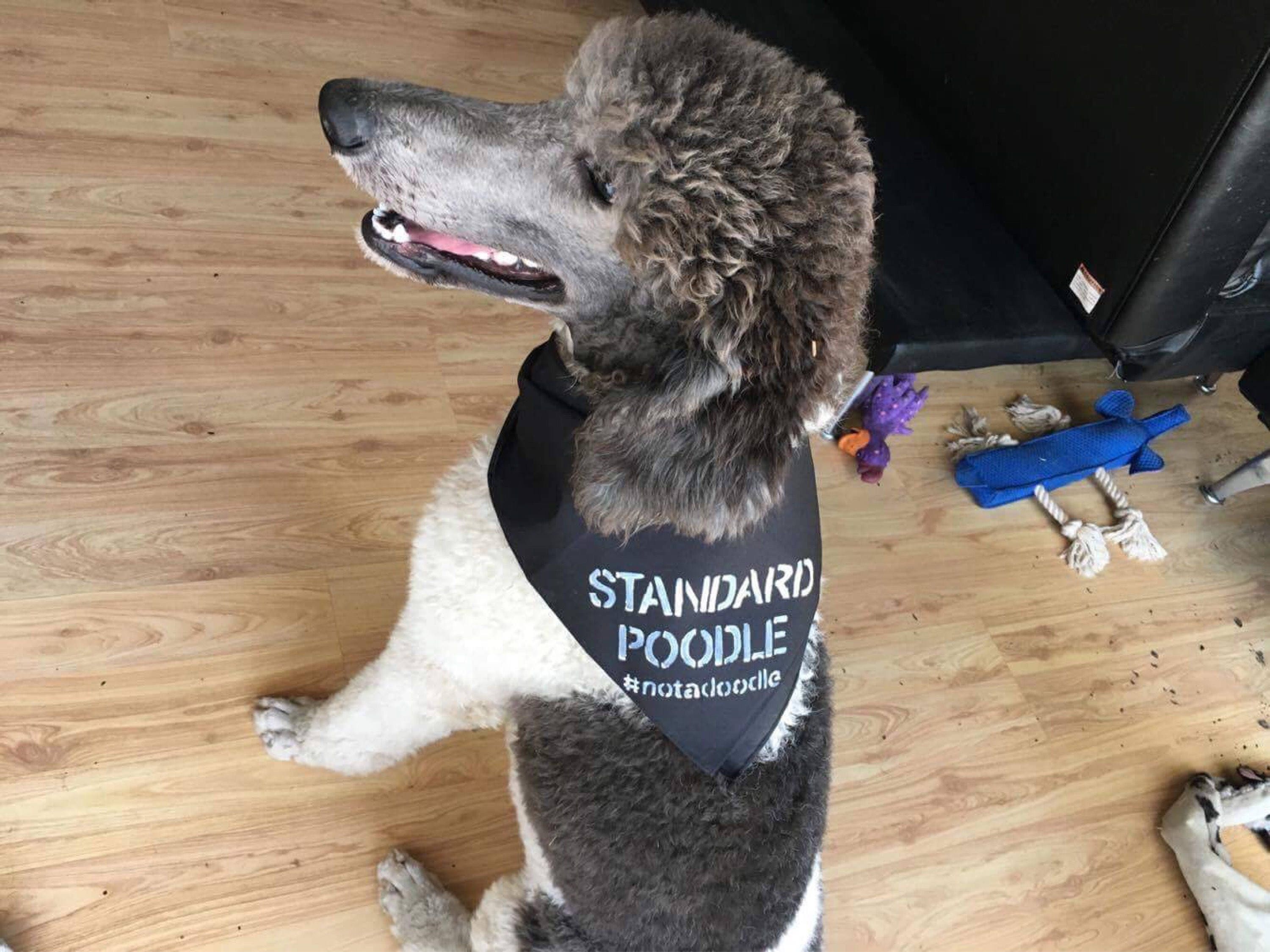 standard poodle clothes