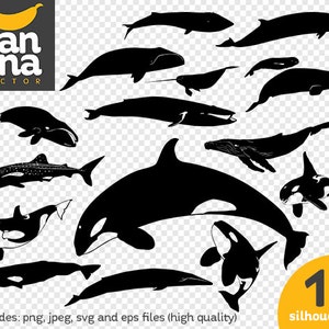 SALE Whale 1 Silhouette png jpg svg eps files high resolution BV-AN-0058