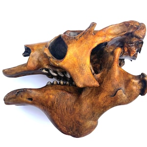 May include: A detailed, side view of a brown and tan animal skull. The skull has visible teeth and intricate bone structure. The color variations range from light tan to dark brown, with a textured appearance. The skull is set against a white background.