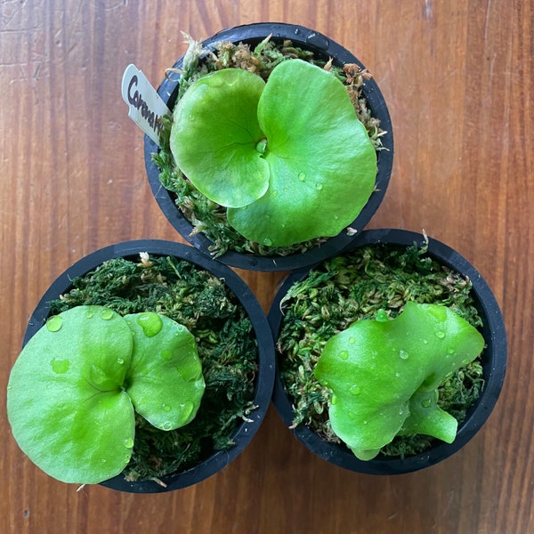 Platycerium set of 3 (2 ridleyi and 1 coronarium) Staghorn fern Rare Collectors Starter plants