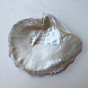 May include: A large, iridescent white seashell with a rough, natural edge. The shell has a smooth, pearly interior.