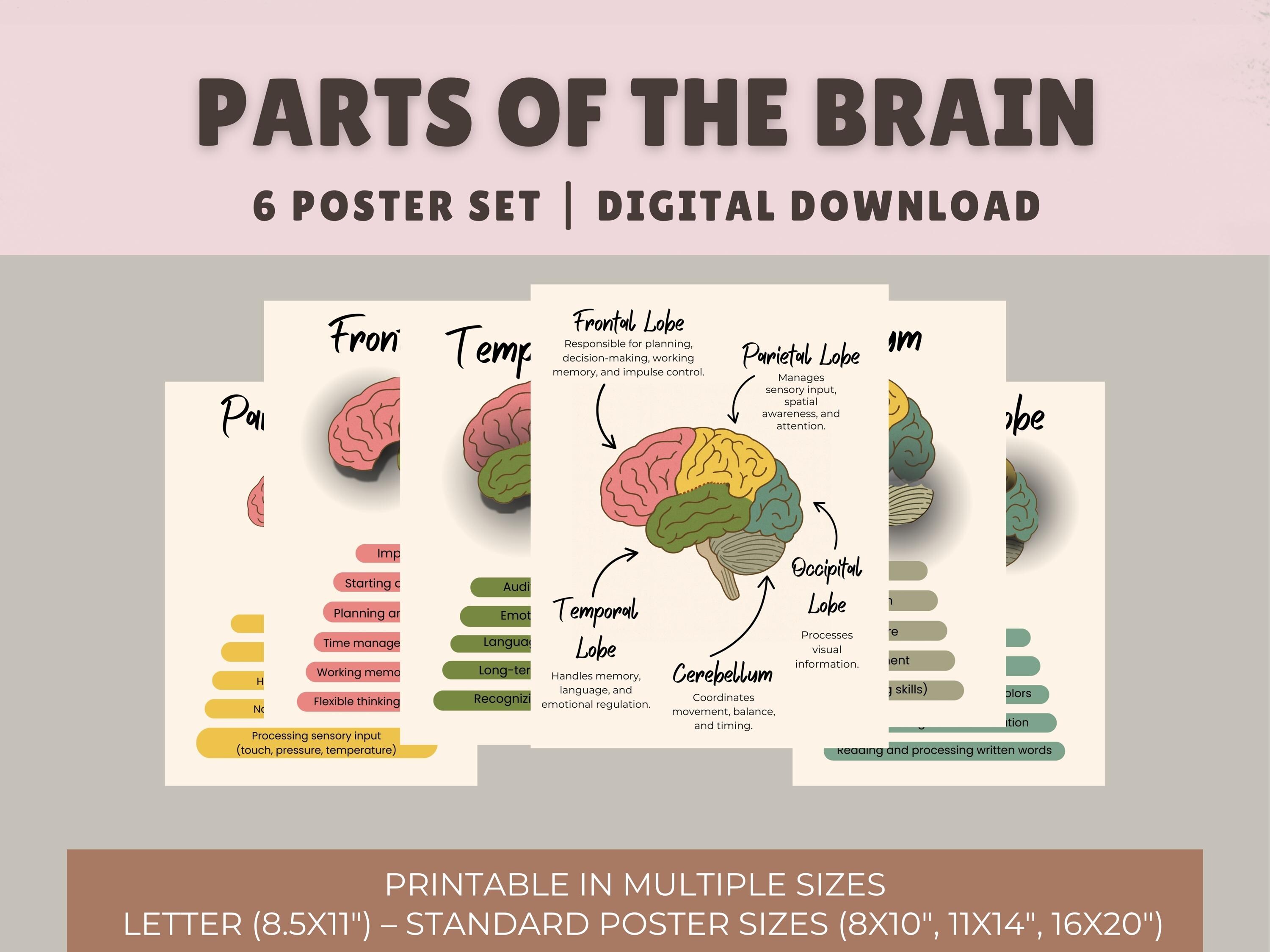 Brain Anatomy Poster Set – Therapy Office Decor (digital Download ...